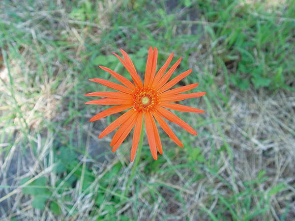 남아프리카 지역 거베라 원종