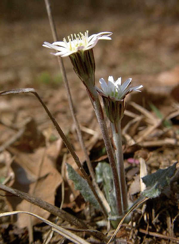 우리나라 자생 거베라(솜나물)