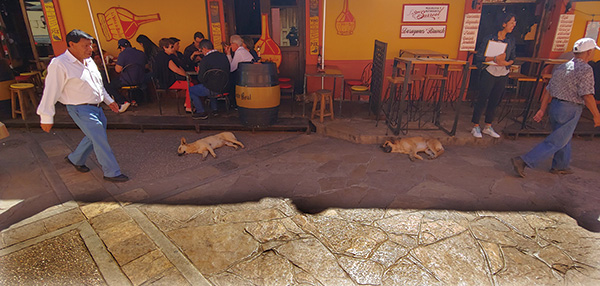 자기 집 안방인 듯 누워 있는 개들