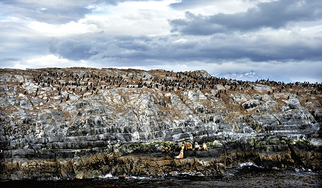비글해협의 주인인 바다새와 바다사자