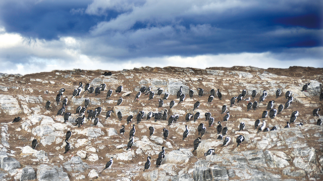 펭귄의 탈을 쓴 바다새들