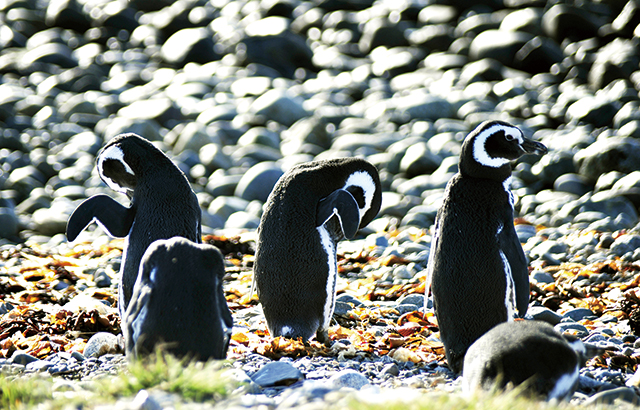 바닷가의 조약돌의 빛깔을 닮은 펭귄들