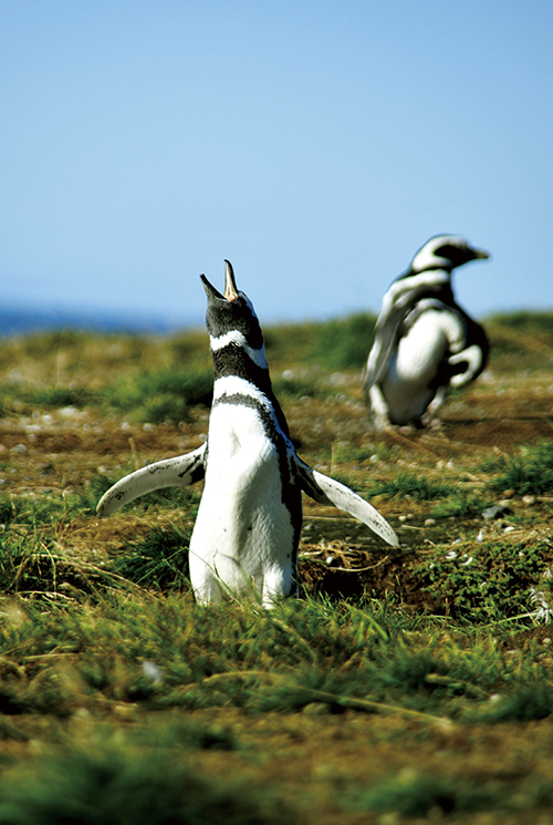 하늘을 향해 포효하는 펭귄