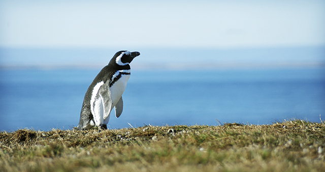 바다를 배경으로 홀로 서 있는 펭귄
