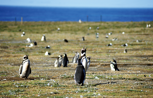 펭귄들의 섬 막달레나