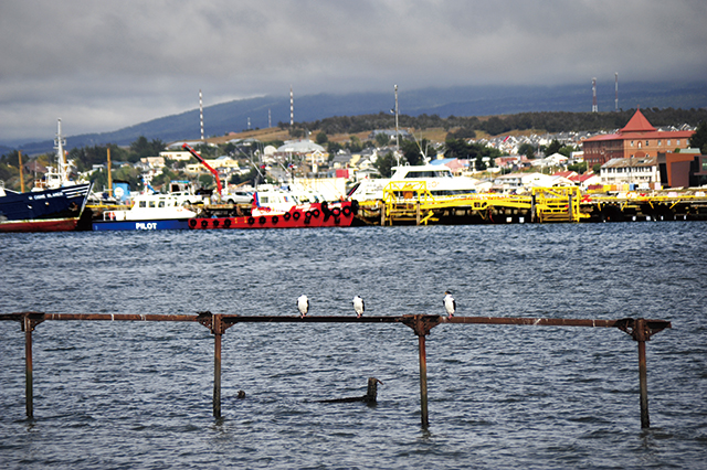 바다새들의 휴식