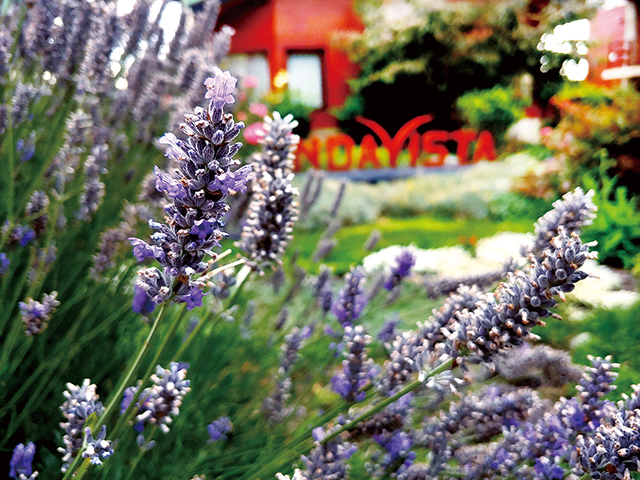 극지방의 꽃들의 색은 한 톤씩 가라앉은 느낌이다. 은은한 색감이 고급지다