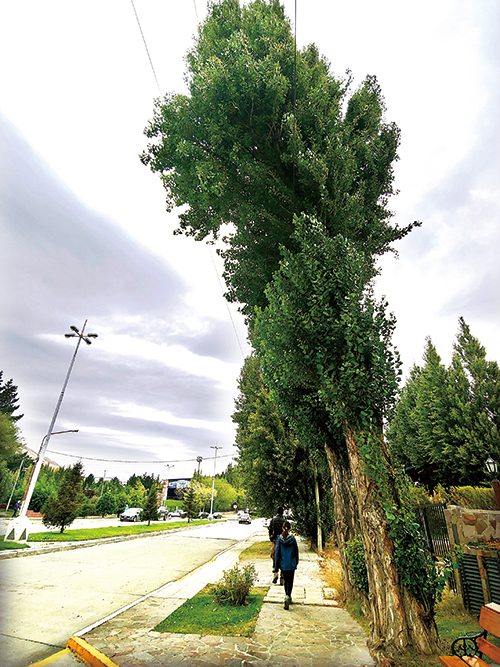 엘 칼라파테 중심부로 들어가는 길, 저 나무만 보고도 며칠은 살 수 있을 듯