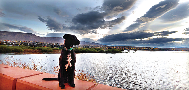 호수를 바라보고 있는 견공! 무슨 생각에 잠긴거니