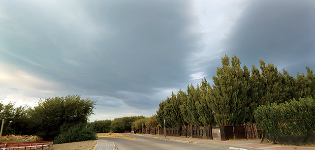 남극이 가까운데도 나무들은 아랑곳하지 않고 푸르다
