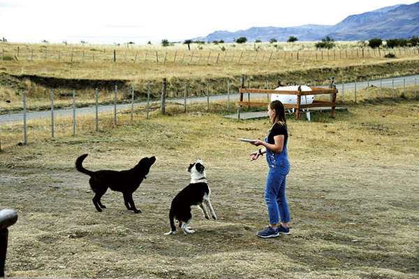 강아지들에게 먹이를 주는 가우초