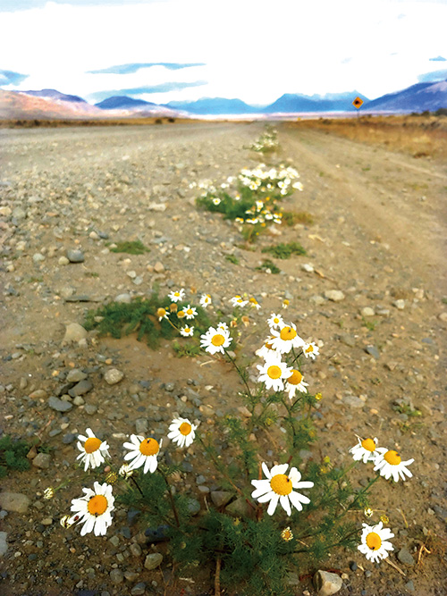 길, 바람, 들꽃, 이곳은 파타고니아다