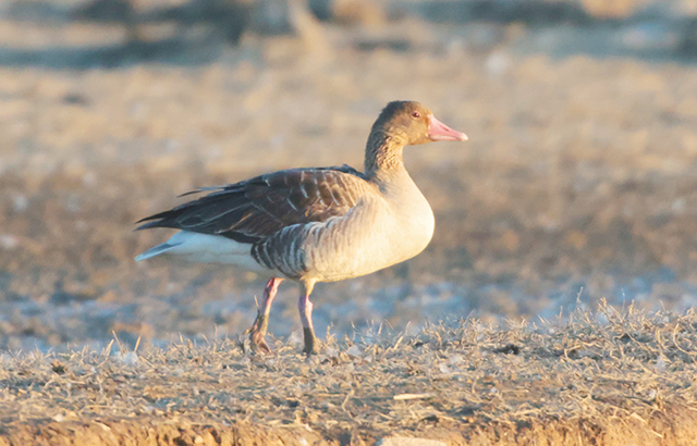 먹이를 찾고 있는 회색기러기