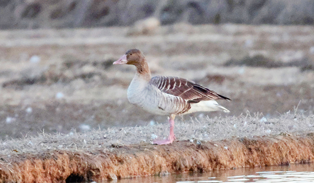 창원 대표 철새도래지 주남저수지에서 32년 만에 관찰된 미조(길 잃은 새) 회색기러기