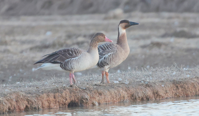 회색기러기가 개리(오른쪽)와 나란히 서 있는 모습