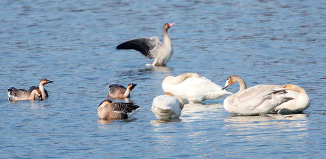 회색기러기(위)가 개리 무리에 섞여 먹이 활동을 하고 있다