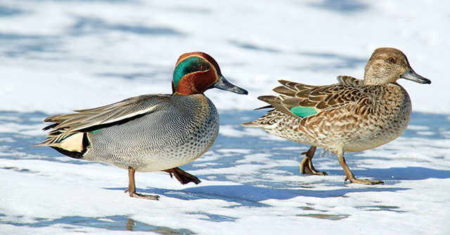 쇠오리 수컷과 암컷 모습. 수컷 머리는 적갈색이고 눈에서 목덜미까지 어두운 녹색을 띤다