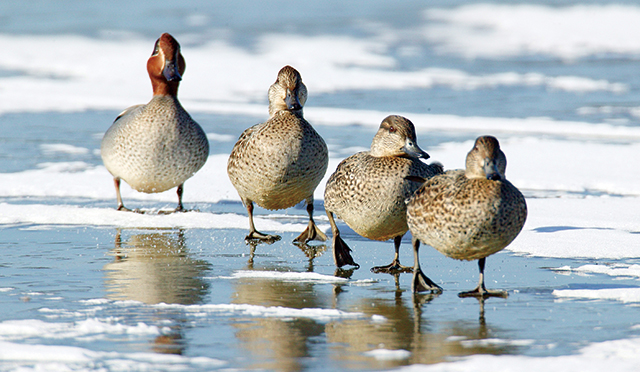 우리나라에서 흔히 볼 수 있는 겨울 철새 쇠오리들이 강추위로 얼어버린 주남저수지 수면을 걷고 있다