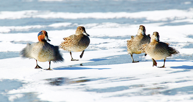 얼어버린 주남저수지 수면을 걷고 있는 쇠오리들