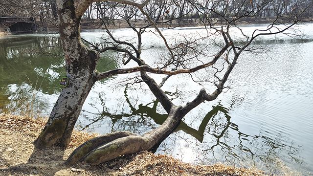 근엄한 선비의 풍채를 닮은 위양지의 팽나무