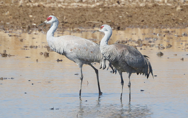 캐나다두루미 2마리가 먹이를 찾고 있는 모습