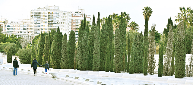 발렌시아 ‘예술과 과학도시(CAC)’에서는 기다랗게 쭉 뻗은 사이프러스 나무들을 쉽게 만날 수 있다